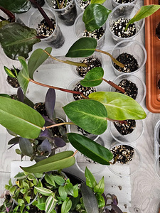 Philodendrons Filodendronid Филодендроны pistik черенок (4 фото из 6)