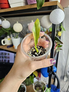 Philodendron Ring of Fire, White Wizard pistikud (4 foto / 8)