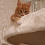 Продается котенок (девочка) maine-coon (фото #2)