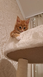 Продается котенок (девочка) maine-coon (2 фото из 7)