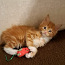 Продается котенок (девочка) maine-coon (фото #4)