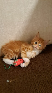 Продается котенок (девочка) maine-coon (4 фото из 7)