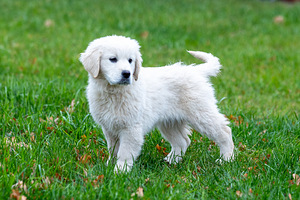 Kuldne retriiver (2 foto / 9)