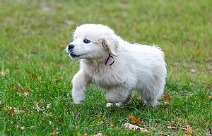 Kuldne retriiver (6 foto / 9)