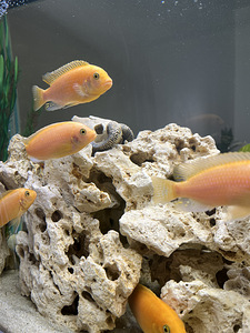 Cichlids Malawi Mbuna (2 foto / 3)