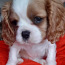 Чистокровный щенок Кавалер-Кинг-Чарльз-спаниель (фото #4)