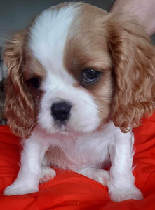 Tõupuhas Cavalier King Charles spanjeli kutsikas (4 foto / 8)