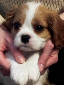 Tõupuhas Cavalier King Charles spanjeli kutsikas (7 foto / 8)
