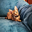 Котята Саванна F4SBT (фото #5)