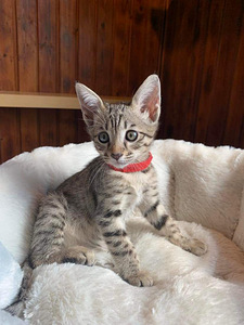 Kassipojad Savannah F4SBT (5 foto / 10)