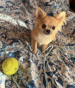 Võluv chihuahua poiss headele kätele! Armas chihuah (2 foto / 6)