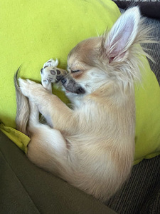 Võluv chihuahua poiss headele kätele! Armas chihuah (5 foto / 6)