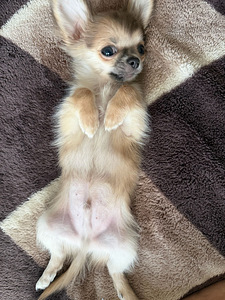 Võluv chihuahua poiss headele kätele! Armas chihuah (6 foto / 6)