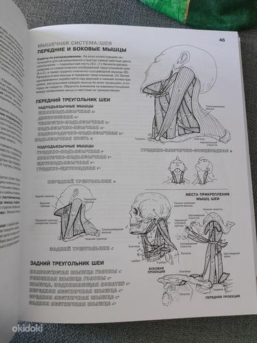 Anatoomia. Atlase värvimisraamat. (foto #2)
