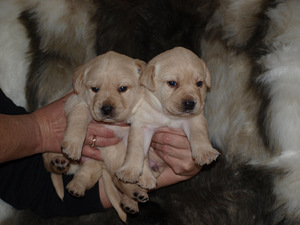 Лабрадор ретривер (1 фото из 5)