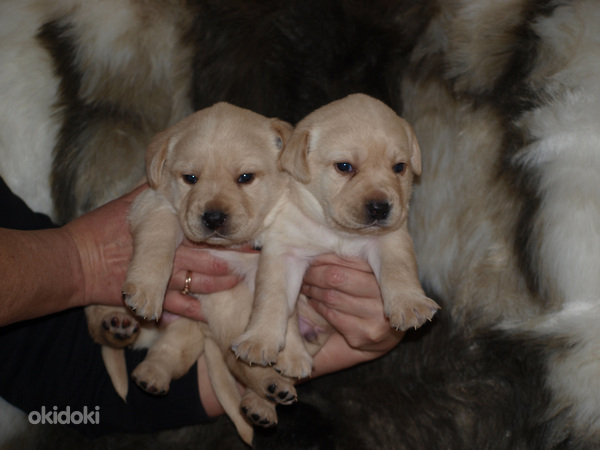 Лабрадор ретривер