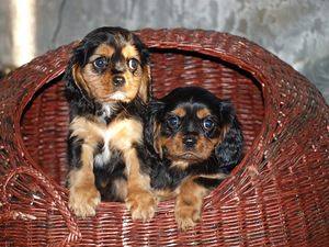Kavaliera karaļa Čārlza spaniels (1 foto no 10)