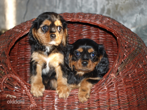 Кавалер-Кинг-Чарльз спаниель