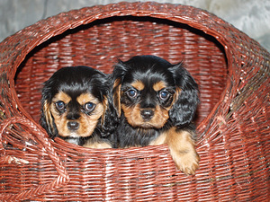 Kavaliera karaļa Čārlza spaniels (3 foto no 10)