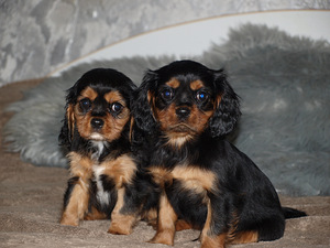 Kavaliera karaļa Čārlza spaniels (4 foto no 10)