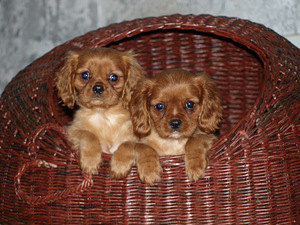 Kavaliera karaļa Čārlza spaniels (5 foto no 10)