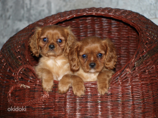 Кавалер-Кинг-Чарльз спаниель