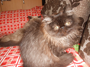 Pärsia kass (2 foto / 5)