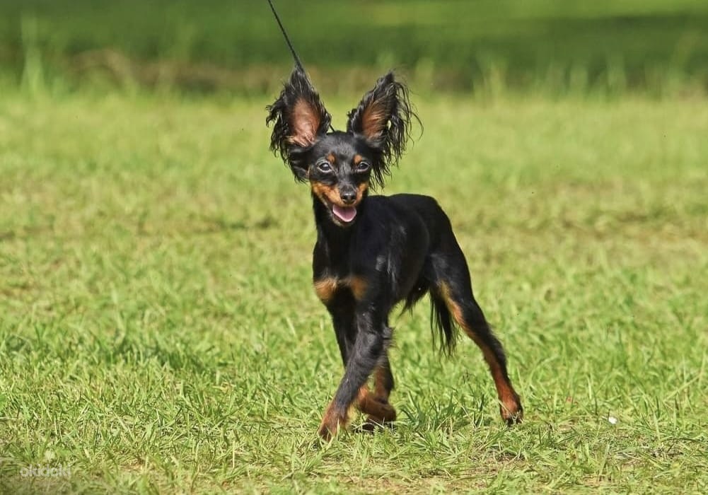 YouTubeda eng yaxshi sifatli jinsiy aloqa videolar Leshukonskoyeda jinsiy aloqa qilish uchun qiz qidiryapman