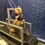 Тренажёрный зал для собак, беговая дорожка, weight pulling (фото #3)
