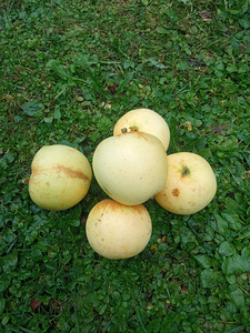 Õunad (Antoonovka/ Suvine triibuline/ Kuldrenett) (5 foto / 9)