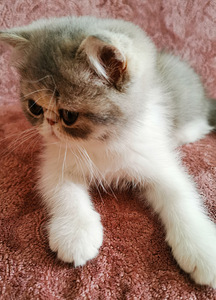 Экзоты котята (4 фото из 9)