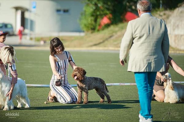 Румынская водяная собака - лаготто - щенки (фото #4)