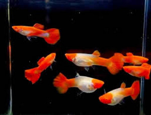 Guppy Koi kuldne plaatina (Guppy Koi gold platina)