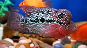 Cichlasoma flower horn (Cichlasoma flower horn) (1 foto / 1)
