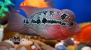 Цихлазома фловер хорн (Cichlasoma flower horn)