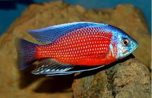 Хаплохромис Борлея (Copadichromis borley)