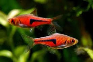 Rasbora espei (Rasbora espei) (1 foto / 1)