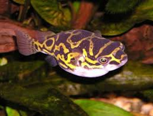 Kaheksasilmne tetradoon (Tetraodon biocellatus) (1 foto / 1)
