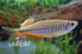 Данио Малабарский (Devario malabaricus)