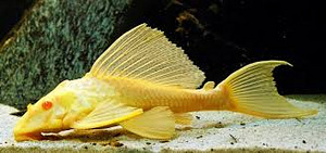 Kuldne plecostomus (Hypostomus plecostomus) (1 foto / 1)