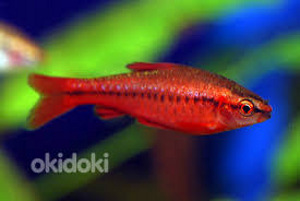 Kirss-barbus (Puntius titteya) (1 foto / 1)