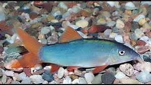 Modesta loach (Yasuhikotakia modesta) (1 foto / 1)
