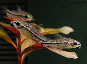 Pügmee koridoras (Corydoras pygmaeus) (1 foto / 1)