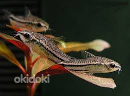 Pügmee koridoras (Corydoras pygmaeus)