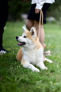 Akita inu / akita inu (1 foto / 2)