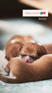 Akita inu kutsikas (3 foto / 7)