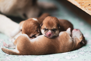 Akita inu kutsikas (5 foto / 7)