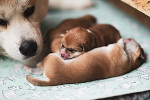 Akita inu kutsikas (6 foto / 7)