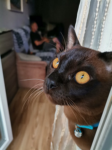 Бурманский кот (2 фото из 3)
