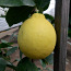 Лимон (фото #3)
